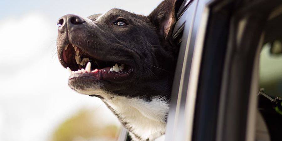 animales en coches