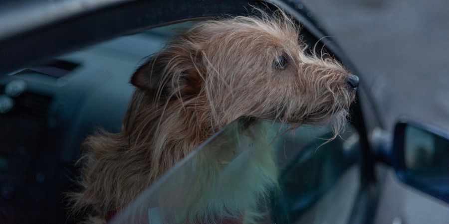 traslado de perro en vehiculo
